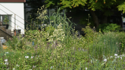 Thalictrum polygamum - Grosse Wiesenraute