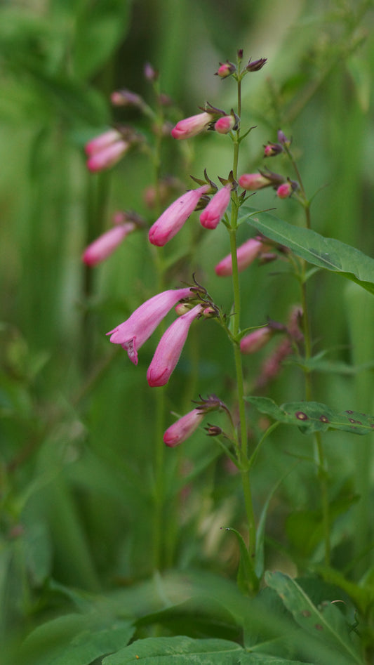 Penstemon Hybride 'Evelyn' - Garten-Bartfaden