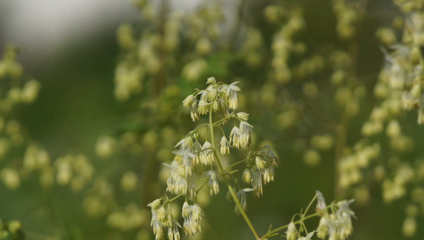 Thalictrum polygamum - Grosse Wiesenraute