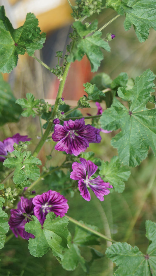 Malva sylvestris subsp. mauritiana - Dunkle Weg-Malve