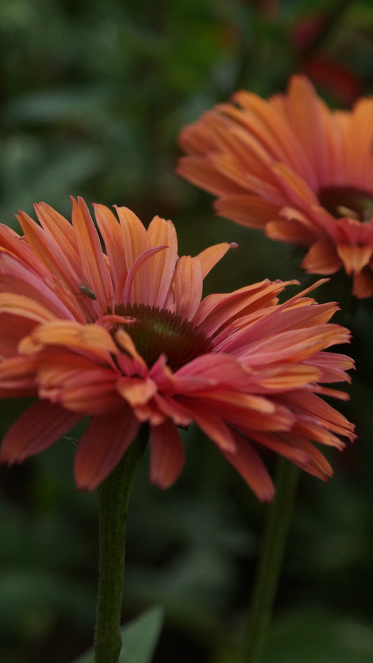 Echinacea purpurea 'SunSeekers Rainbow®' - Purpur-Sonnenhut