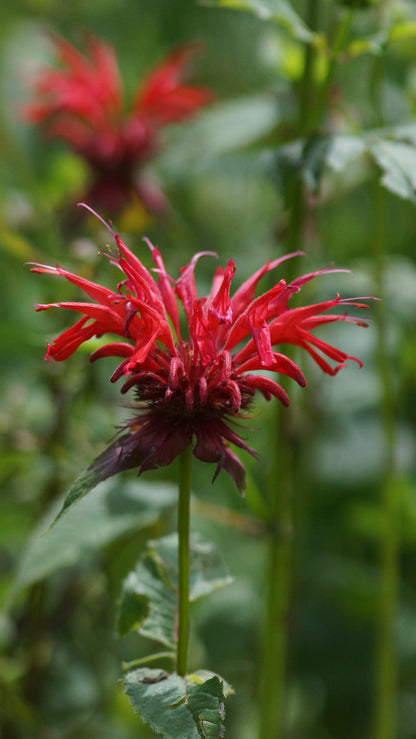 Monarda Fistulosa-Hybride 'Gardenview Scarlet' - Goldmelisse