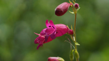 Penstemon Hybride 'Tabasco' - Garten-Bartfaden