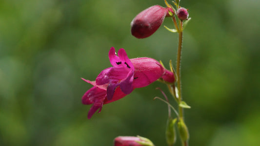 Penstemon Hybride 'Tabasco' - Garten-Bartfaden