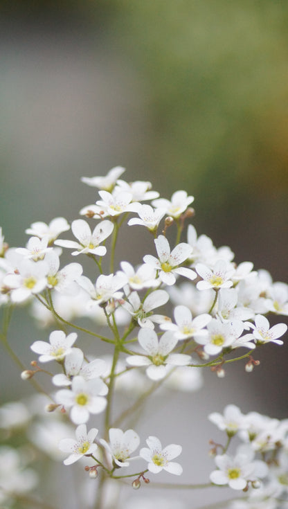 Saxifraga callosa var. latonica - Zungen-Steinbrech
