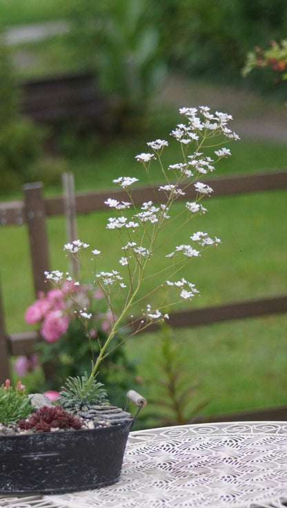 Saxifraga callosa var. latonica - Zungen-Steinbrech