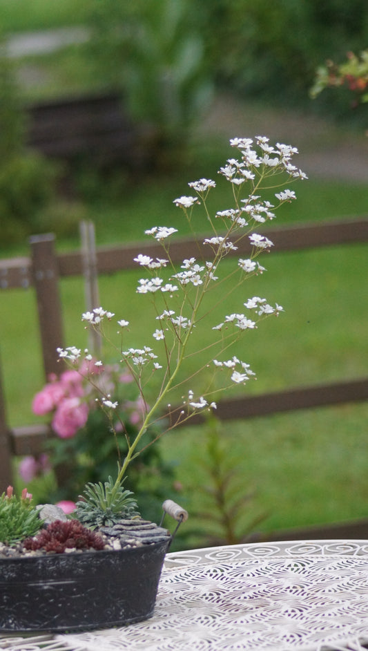 Saxifraga callosa var. latonica - Zungen-Steinbrech