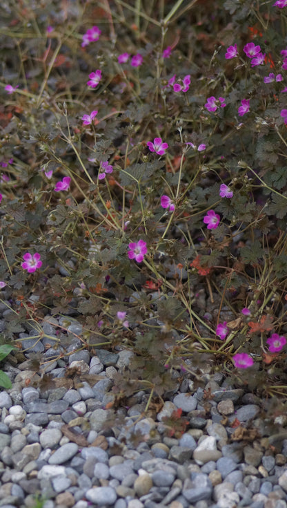 Geranium Hybride 'Orkney Cherry®' - Storchschnabel