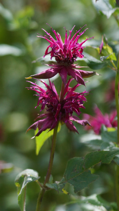 Monarda Fistulosa-Hybride 'Gewitterwolke' - Goldmelisse