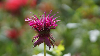 Monarda Fistulosa-Hybride 'Gewitterwolke' - Goldmelisse