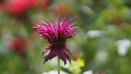 Monarda Fistulosa-Hybride 'Gewitterwolke' - Goldmelisse