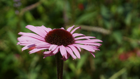 Echinacea purpurea 'Augustkönigin' - Purpur-Sonnenhut
