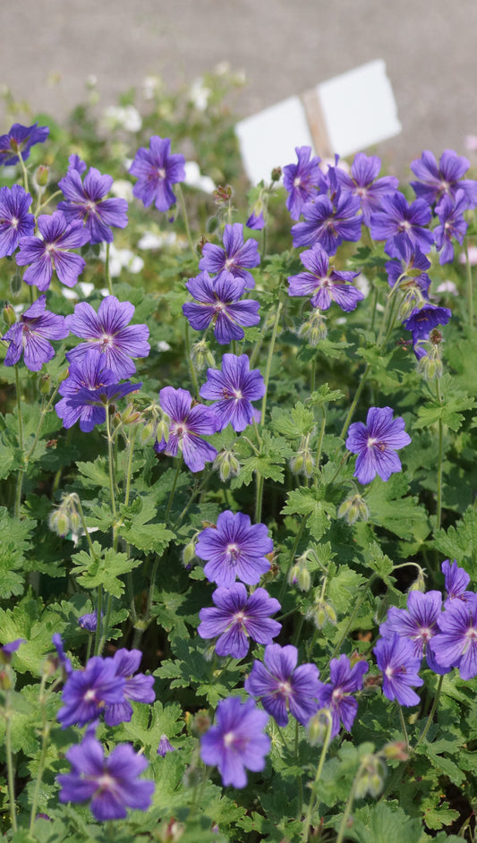 Geranium x magnificum 'Ernst Pagels' - Pracht-Strochschnabel