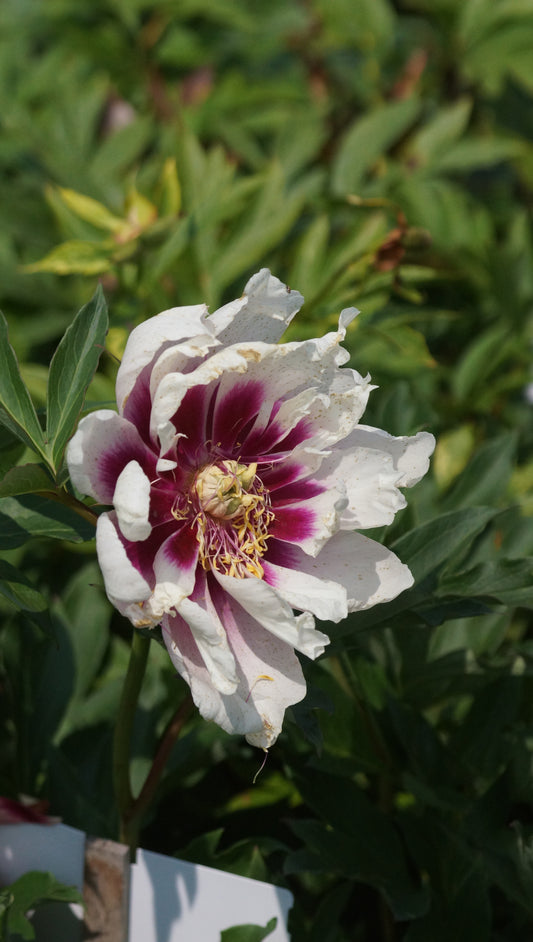 Paeonia Itoh-Hybride 'Cora Louise' - Intersektionelle Pfingstrose
