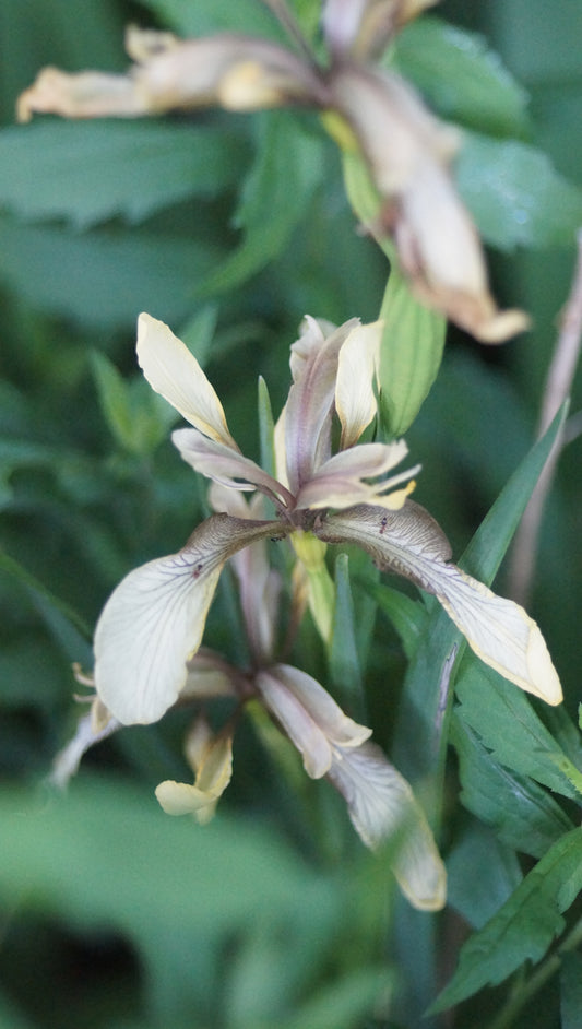 Iris foetidissima var. citrina - Zitronen-Korallen-Schwertlilie