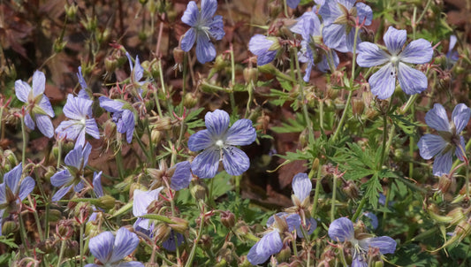 Geranium pratense 'Mrs. Kendall Clark' - Wiesen-Storchschnabel