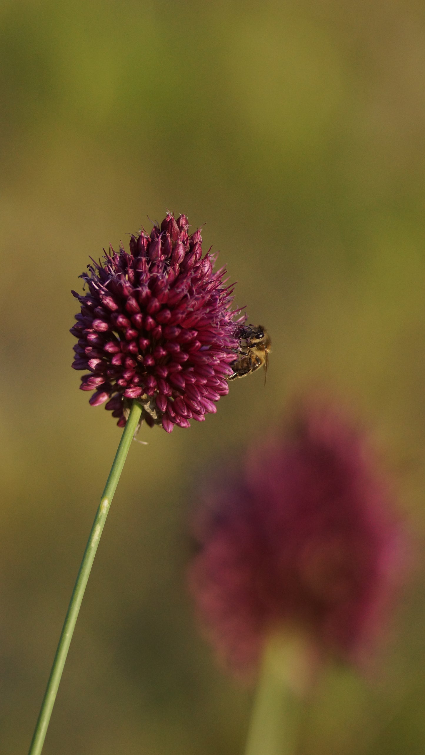Allium sphaerocephalon - Kugelköpfiger Lauch
