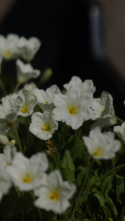 Nierembergia repens - Kriechender Weissbecher