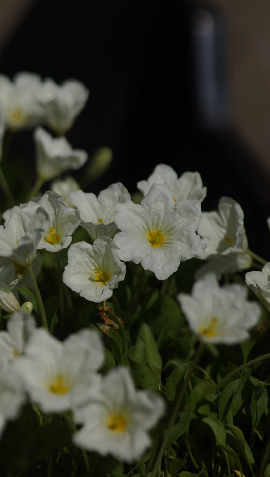Nierembergia repens - Kriechender Weissbecher