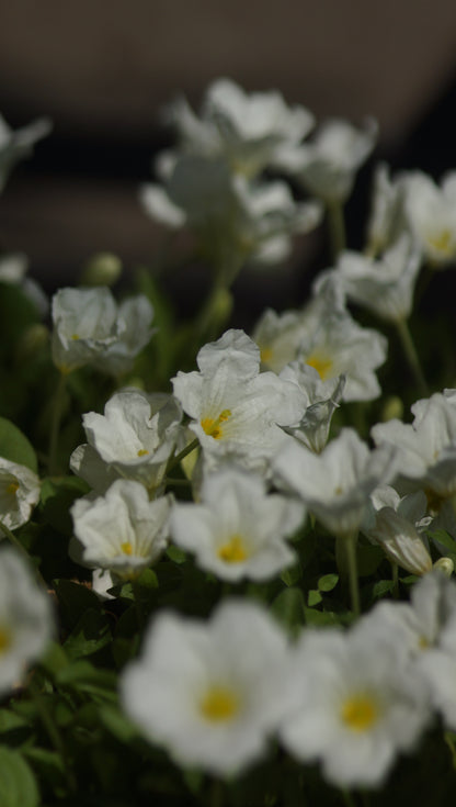 Nierembergia repens - Kriechender Weissbecher