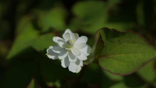 Houttuynia cordata 'Flore Pleno' - Gefülltblühender Molchschwanz