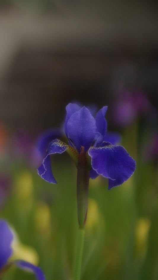 Iris sibirica 'Silver Edge' - Wiesen-Schwertlilie