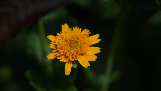 Heliopsis helianthoides var. scabra 'Asahi' - Sonnenauge