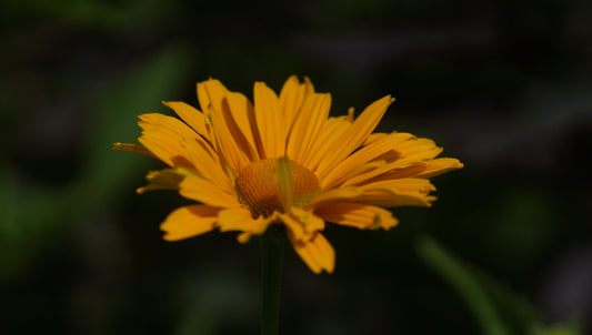 Heliopsis helianthoides var. scabra 'Venus' - Sonnenauge