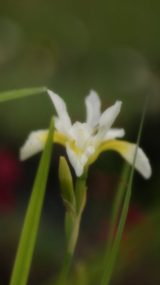 Iris sibirica 'White Swirl' - Wiesen-Schwertlilie