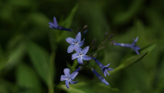 Amsonia tabernaemontana x montana 'Blue Ice' - Blausternbusch