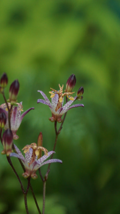 Tricyrtis formosana 'Small Wonder' - Krötenlilie