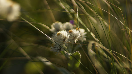 Anaphalis triplinervis - Perlkörbchen