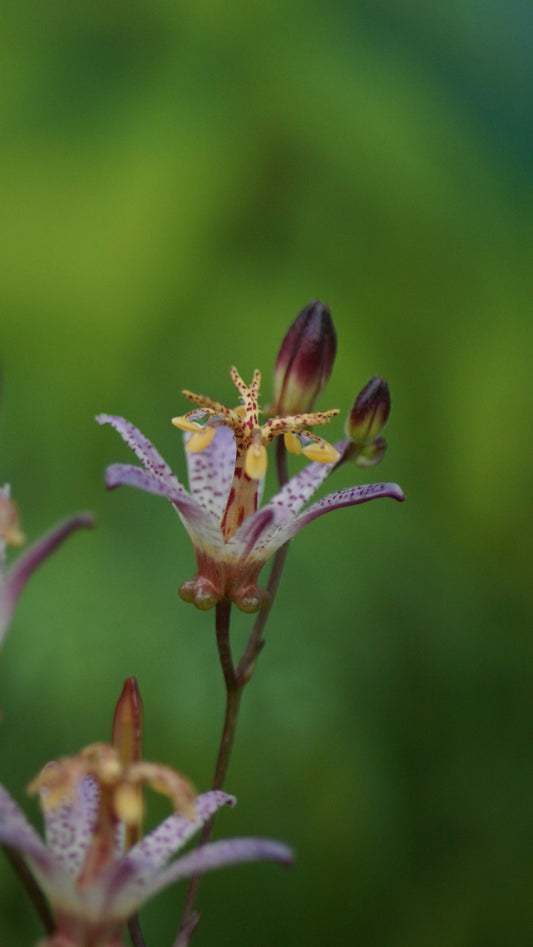 Tricyrtis formosana 'Small Wonder' - Krötenlilie