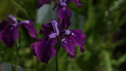 Iris ensata 'Amethyst' - Japanische Sumpf-Schwertlilie