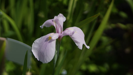 Iris ensata 'Topas' - Japanische Sumpf-Schwertlilie
