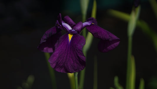 Iris ensata 'Royal Banner' - Japanische Sumpf-Schwertlilie