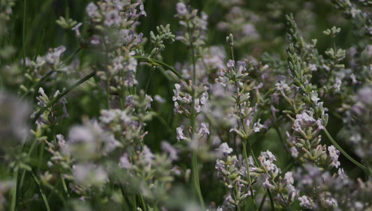 Lavandula angustifolia 'Rosea' - Lavendel