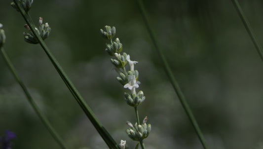 Lavandula x intermedia 'Edelweiss' - Lavendel