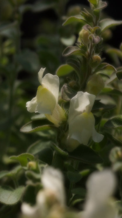 Antirrhinum hispanicum - Spanisches Löwenmäulchen