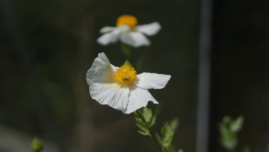 Romneya coulteri - Kalifornischer Strauchmohn