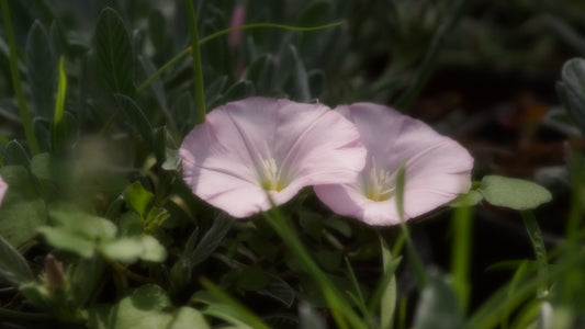 Convolvulus boissierii - Boissier-Winde