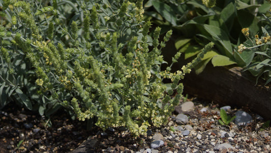 Sideritis syriaca - Kretischer Bergtee