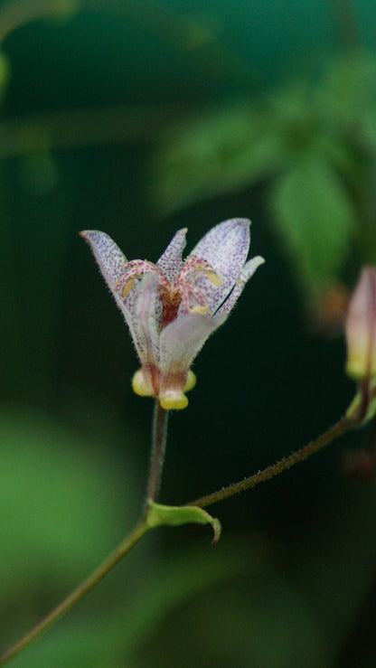 Tricyrtis setouchiensis - Krötenlilie