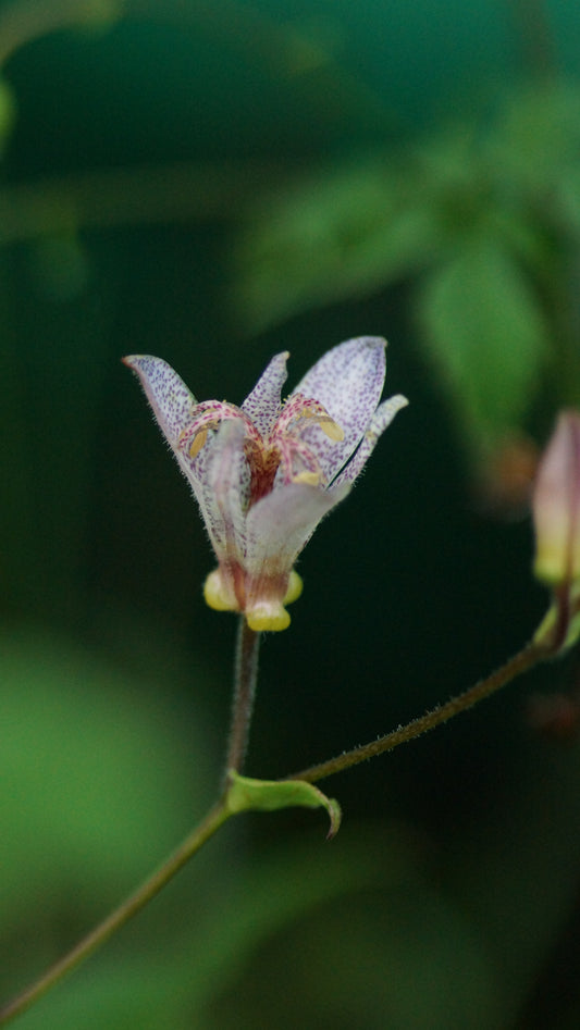 Tricyrtis setouchiensis - Krötenlilie