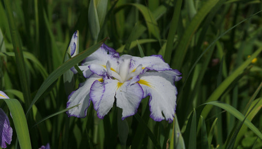Iris ensata 'Light at Dawn' - Japanische Sumpf-Schwertlilie