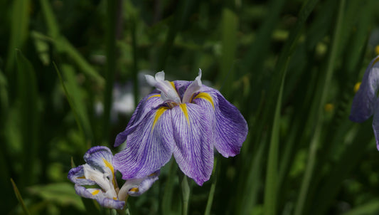 Iris ensata 'Aquamarin' - Japanische Sumpf-Schwertlilie