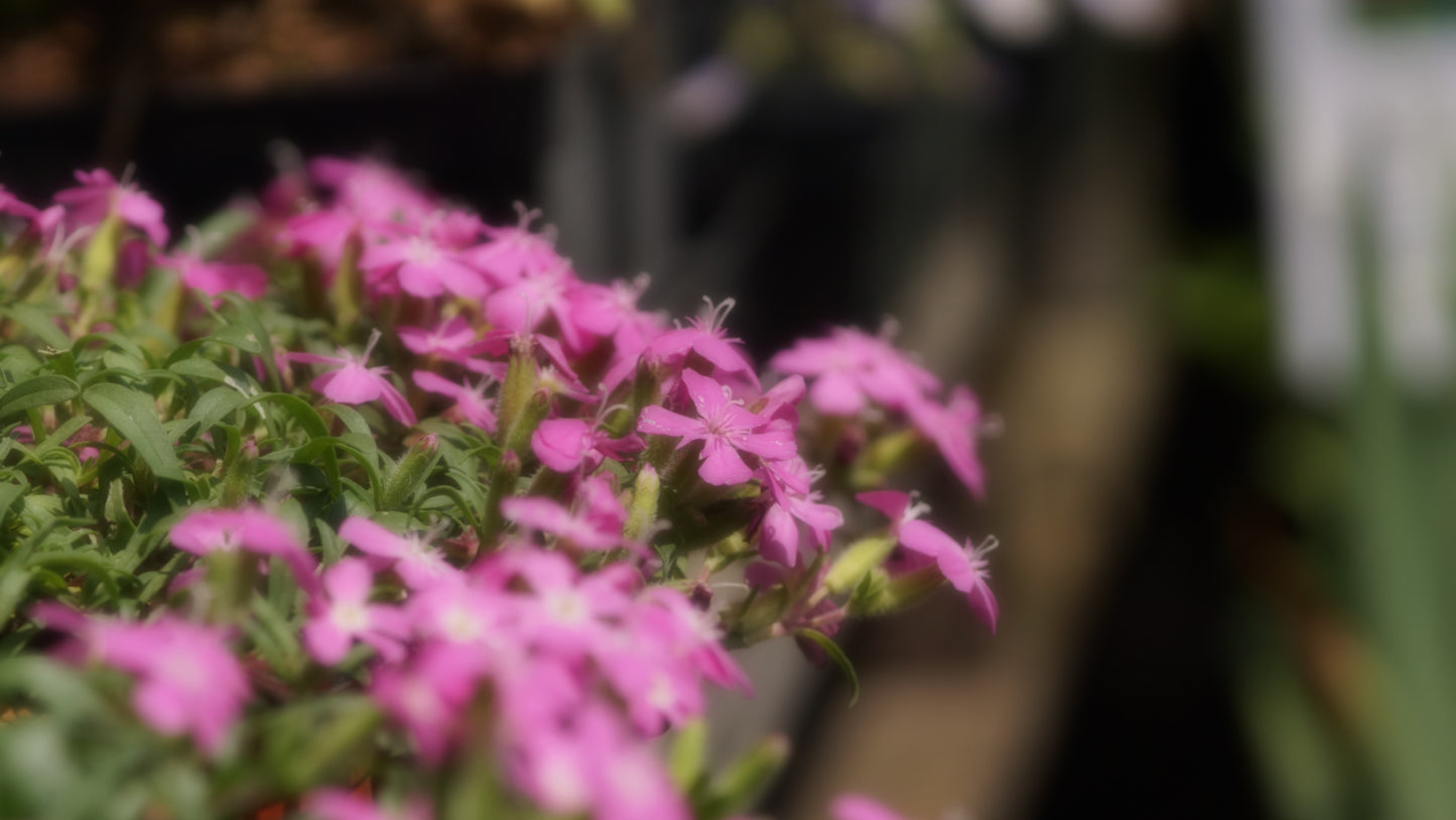 Saponaria x oliviana 'Bressingham Pink' - Polster-Seifenkraut