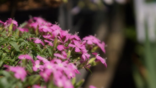 Saponaria x oliviana 'Bressingham Pink' - Polster-Seifenkraut