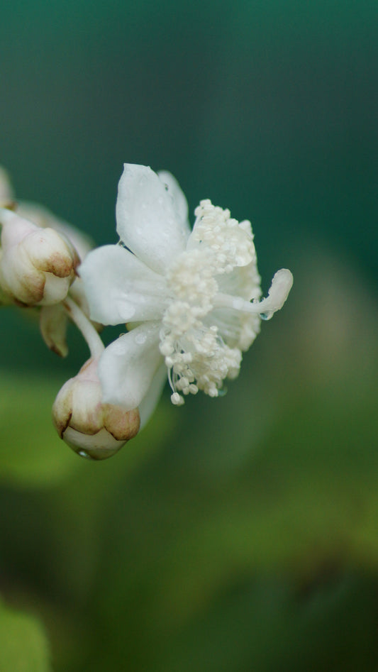 Deinanthe bifida - Zweispaltige Scheinhortensie