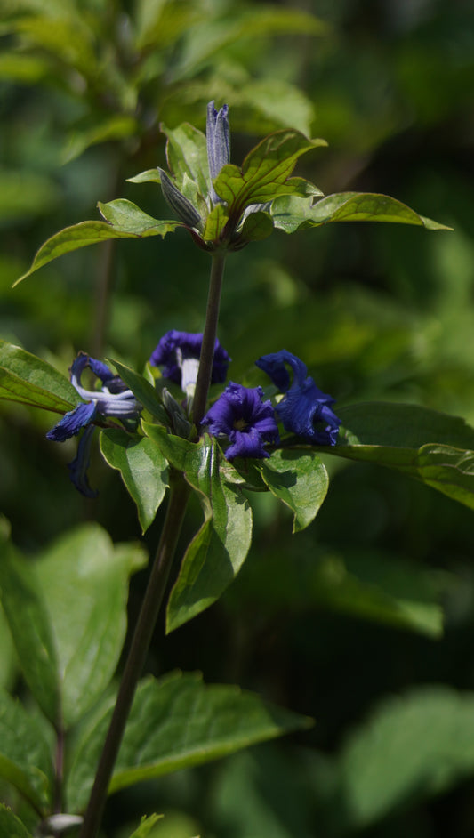 Clematis heracleifolia 'Cassandra' - Stauden-Waldrebe
